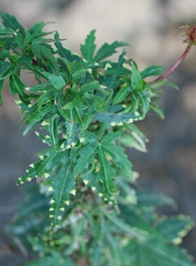 重狮子Acer matsumurae‘Kasane jishi' 枫树