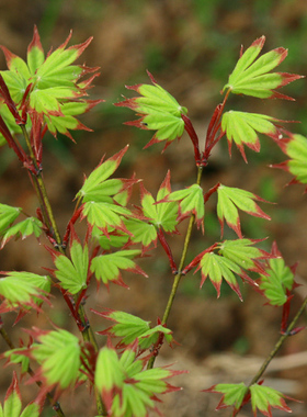 扇爪柿Acer palmatum 'Tsuma gaki'  日本枫树