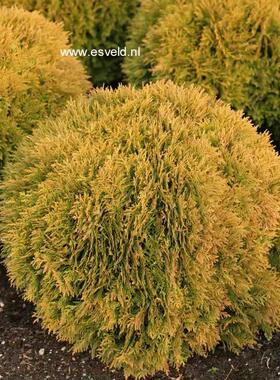 针叶树 北美香柏 米娅姆 Thuja occidentalis 'Mirjam'