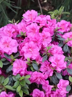 美国杜鹃：【双紫重瓣杜鹃】 Azalea PERFECTO MUNDO Double Purp