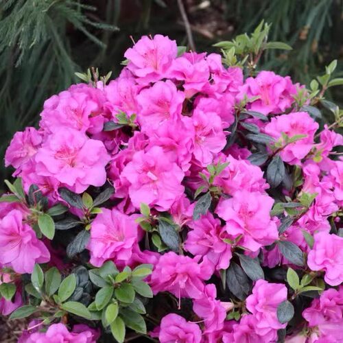 美国杜鹃：【双紫重瓣杜鹃】 Azalea PERFECTO MUNDO Double Purp