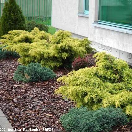 针叶树 鹿角刺柏 金星 Juniperus pfitzeriana 'Gold Star'