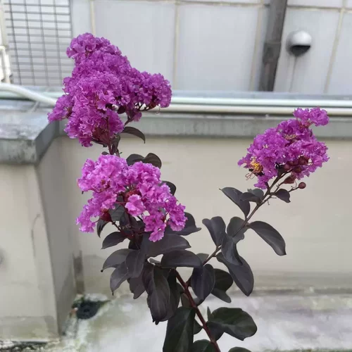 【黑紫钻石】Lagerstroemia i. 'Black Diamond Purely Purple'