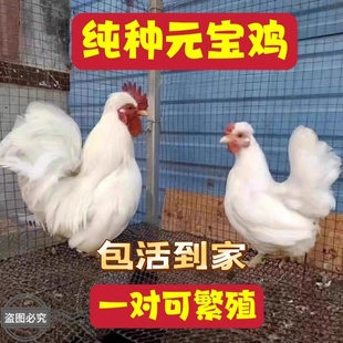 宝鸡成年观赏元 元 宝鸡产蛋鸡矮脚鸡活体一对宠物鸡白桂种鸡小体鸡