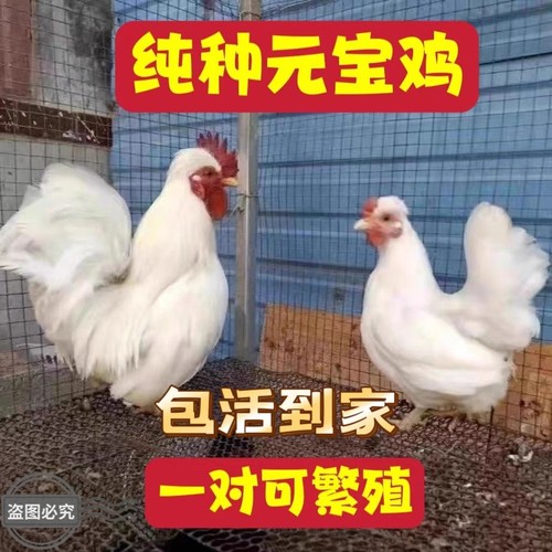 元宝鸡成年观赏元宝鸡产蛋鸡矮脚鸡活体一对宠物鸡白桂种鸡小体鸡