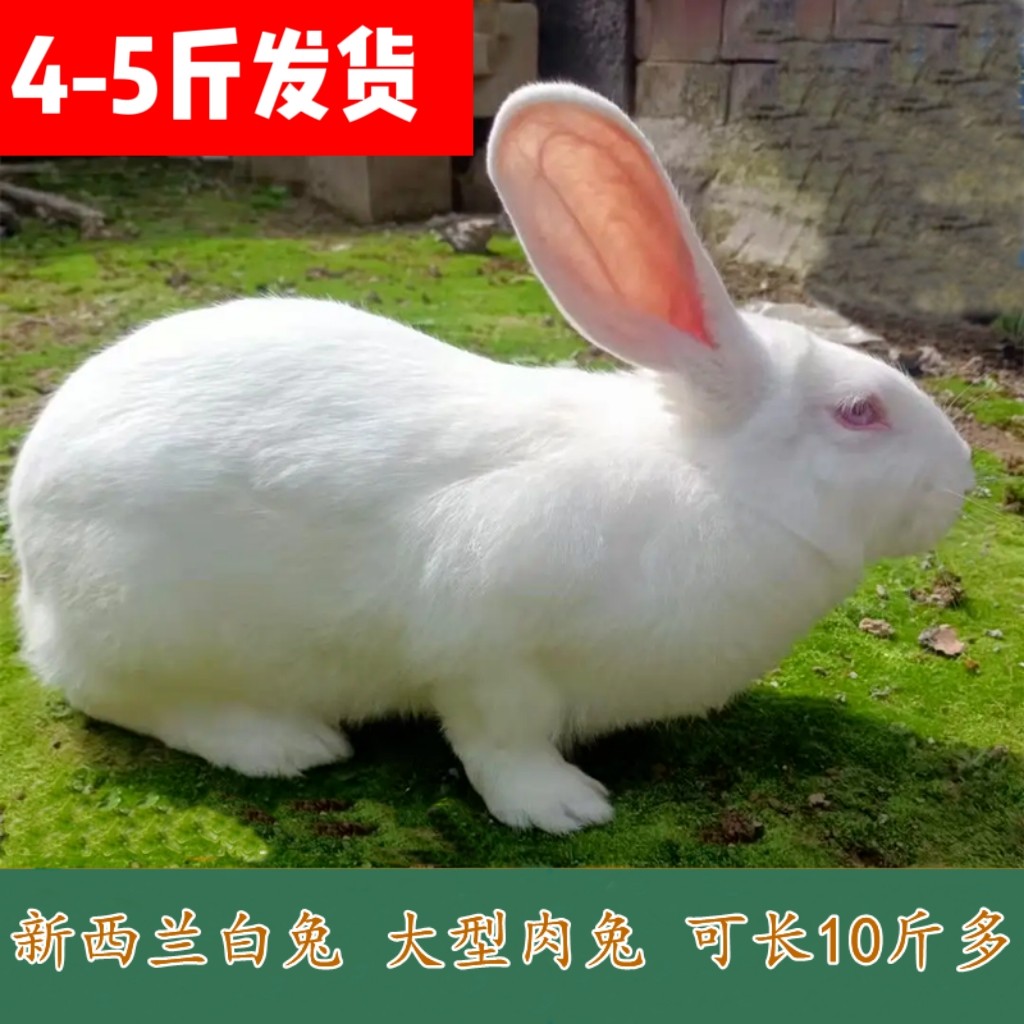 大兔子活物成年大型肉兔4-5斤可食用比利时种兔新西兰白兔