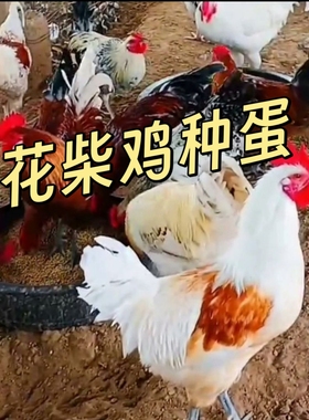河南花柴优选柴鸡土鸡鹊山色芦花色纯白瓦灰色白花受精蛋孵化小鸡