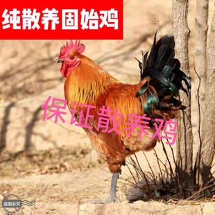 河南正宗土鸡农家散养固始公鸡农村大公鸡跑山鸡溜达鸡纯散养鸡