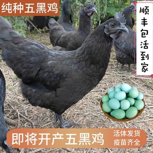 正宗农家散养2-3斤纯种五黑鸡活体即将产绿壳蛋包邮包活到家