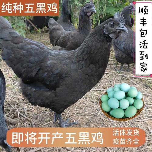 正宗农家散养2-3斤纯种五黑鸡活体即将产绿壳蛋包邮包活到家