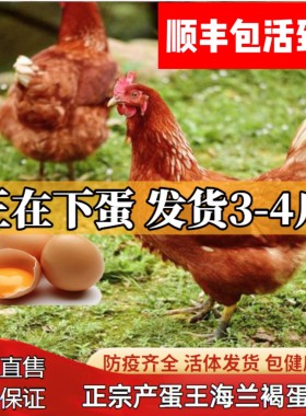 成年海兰红壳蛋鸡红毛鸡下蛋鸡正在下蛋大鸡活鸡母鸡海兰褐蛋鸡