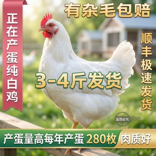 纯白来航鸡下蛋母鸡3斤发货包活到家农家散养土鸡 滋补炖汤