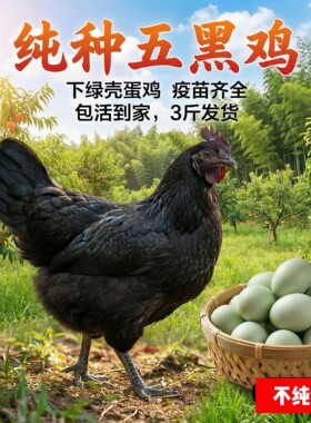 成年五黑鸡3斤左右发货散养鸡五黑绿壳蛋鸡下蛋鸡黑鸡五黑鸡