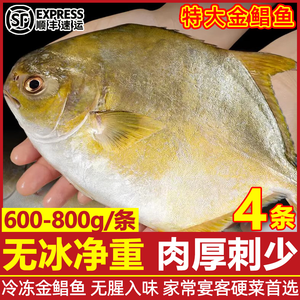 金鲳鱼鲜活速冻鲳鱼新鲜冷冻海鱼金昌鱼平鱼银鱼白鲳商用整箱顺丰