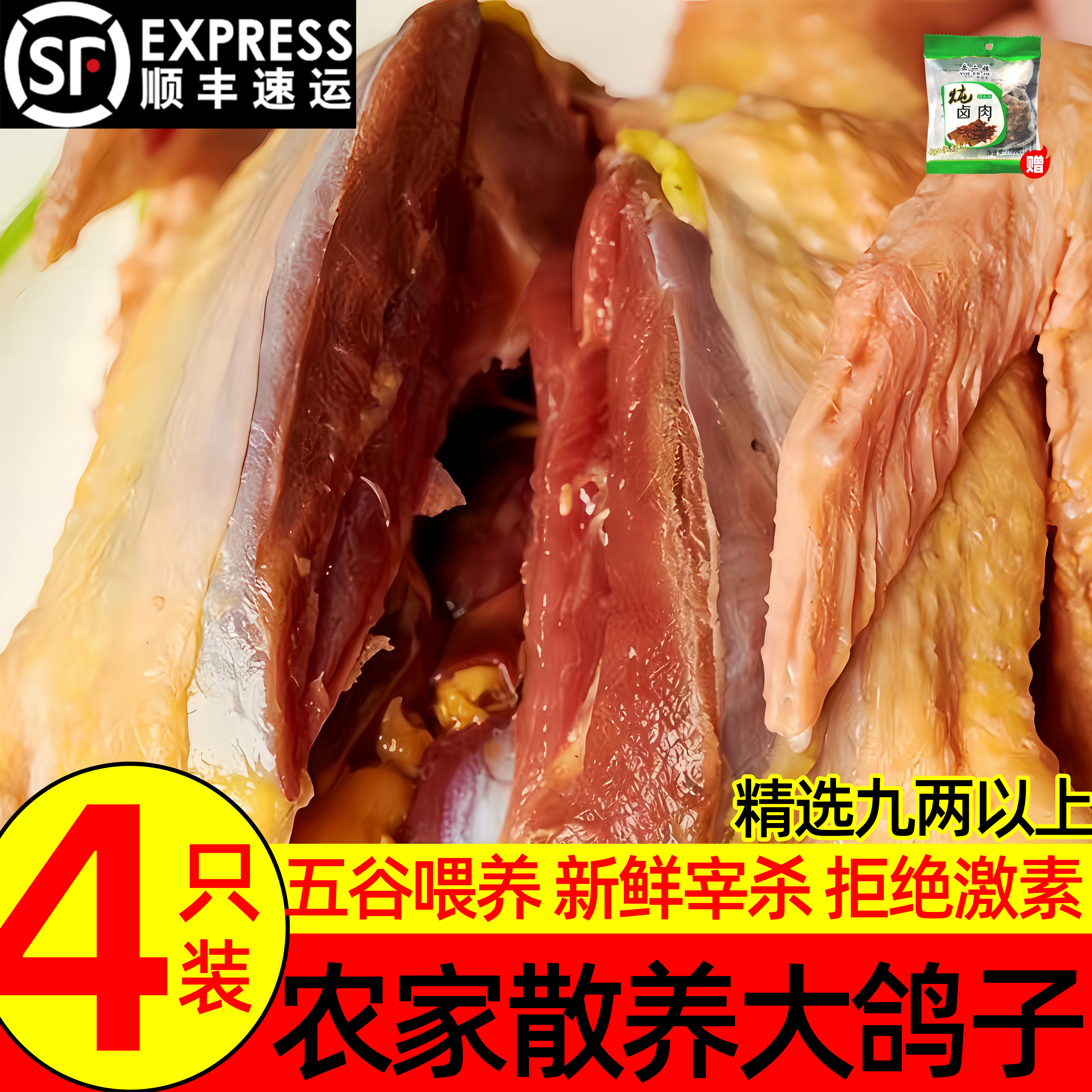 农家散养鸽子肉新鲜现杀老鸽子活的土鸽子农家散养鸽子煲汤