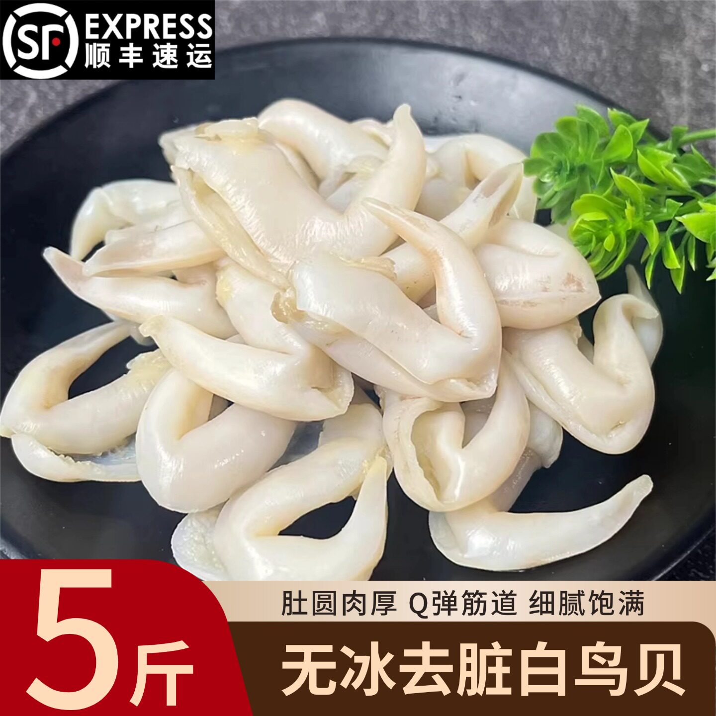 三去无沙白鸟贝新鲜大号鸟贝肉新鲜鲜活野生去壳去脏去沙带料包