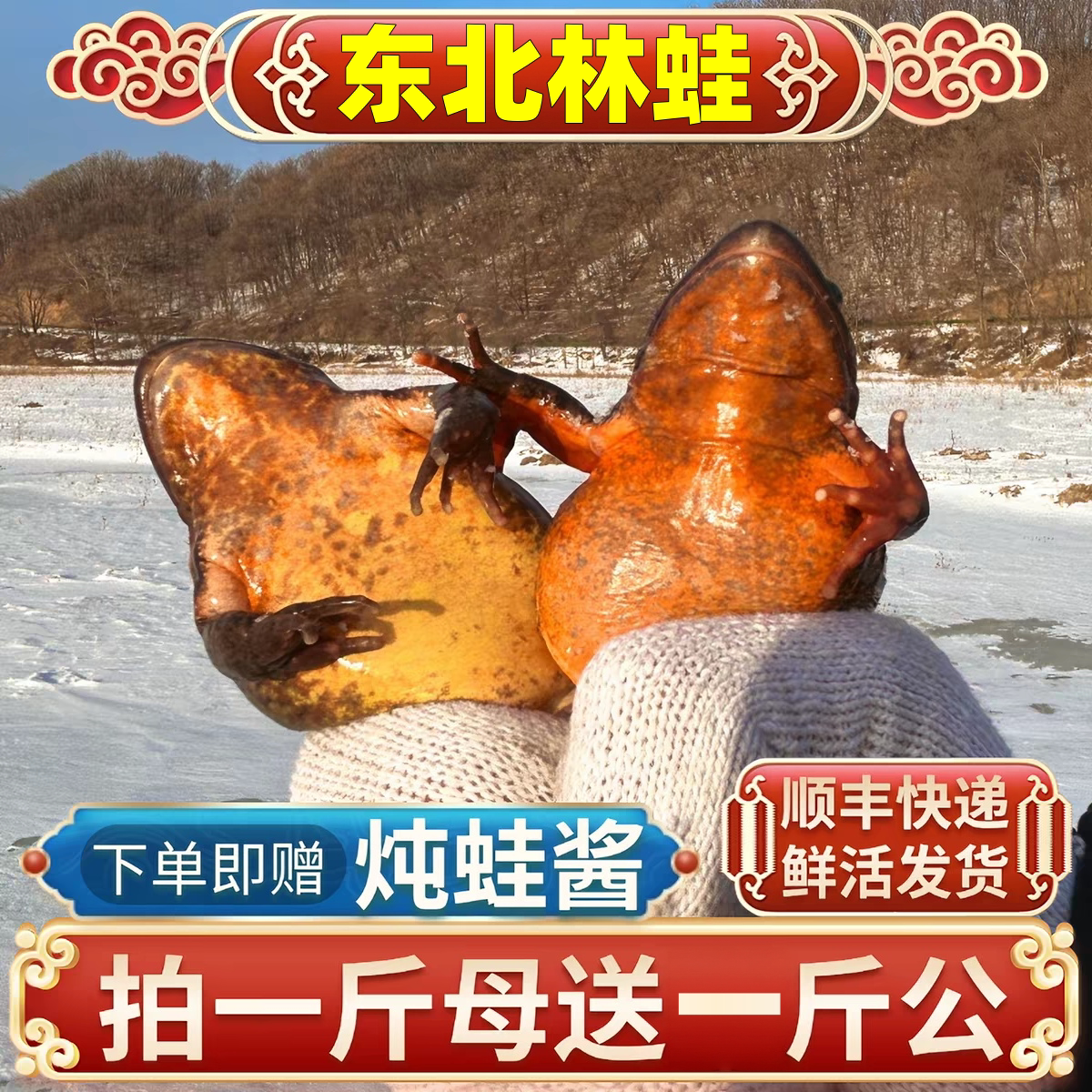 林蛙鲜活带籽母林蛙母豹子