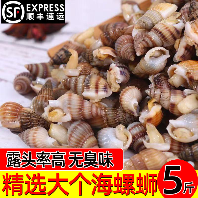 海螺丝海锥海瓜子新鲜冷冻大号实惠商用批发螺类海鲜水产带料包