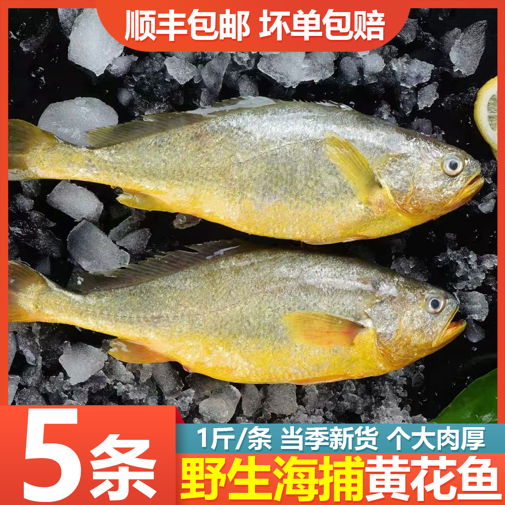 深海大黄鱼新鲜冷冻顺丰包邮