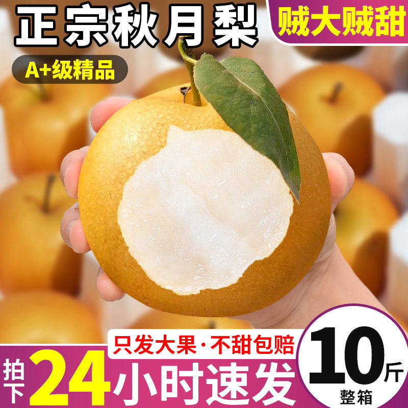顺丰礼盒装 正宗10斤秋月梨新鲜冰糖梨子山东莱阳当季水果甜整箱9