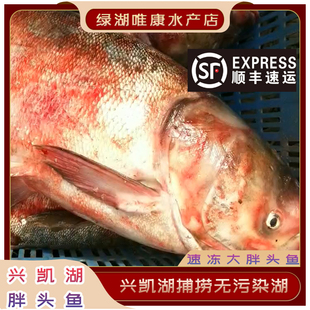 兴凯湖胖头鱼速冻美味送礼家用饭店东北特产黑龙江