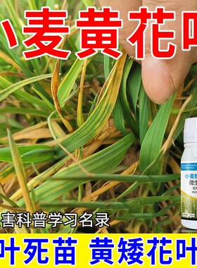 小麦粉锈赤霉净小麦病害药干尖黄叶死苗烂根黑穗病白粉病防治菌肥