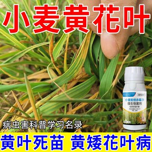 小麦粉锈赤霉净小麦病害药干尖黄叶死苗烂根黑穗病白粉病防治菌肥