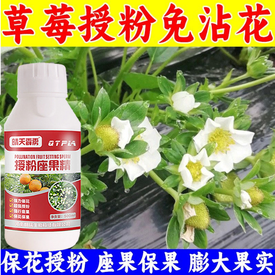 草莓授粉专用座果精草莓药强座果促花促果防裂防落增产叶面肥