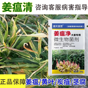 姜瘟净杀菌药生姜病杀菌剂基腐病姜瘟病叶枯病软腐根腐生姜大姜