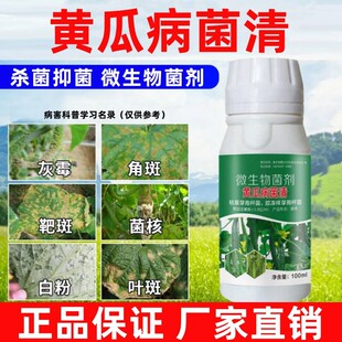 黄瓜病菌清黄瓜病害药黄瓜靶斑病角斑病黄叶病黄点病灰霉病生物菌