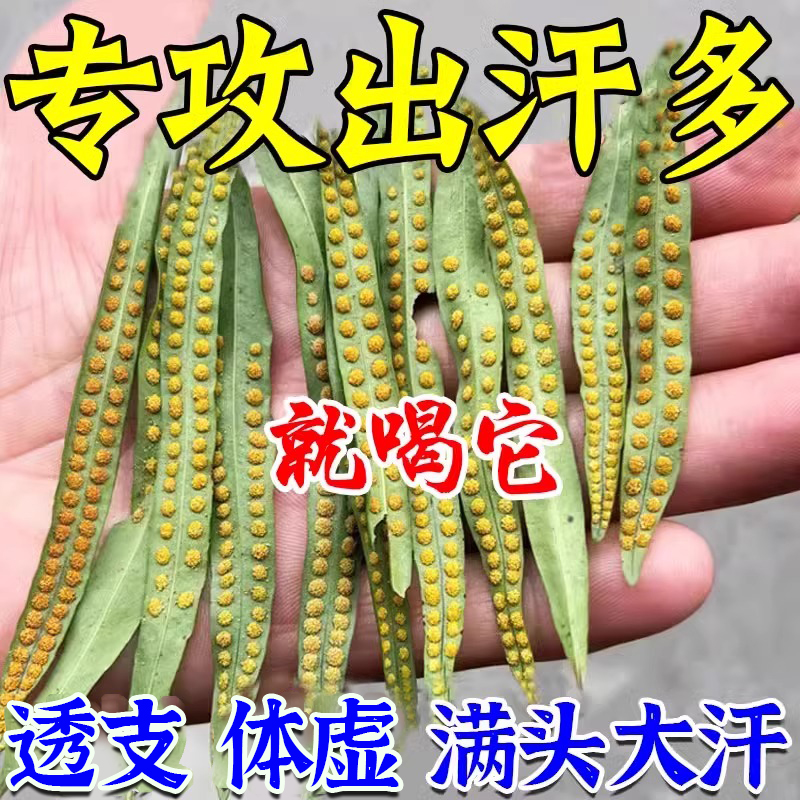 黄金草嗷嗷叫东北长白山正品肾精茶泡水喝野生肾精草化石草肾经草