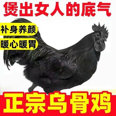 山东聊城鲜冻白毛乌骨鸡整只煲汤