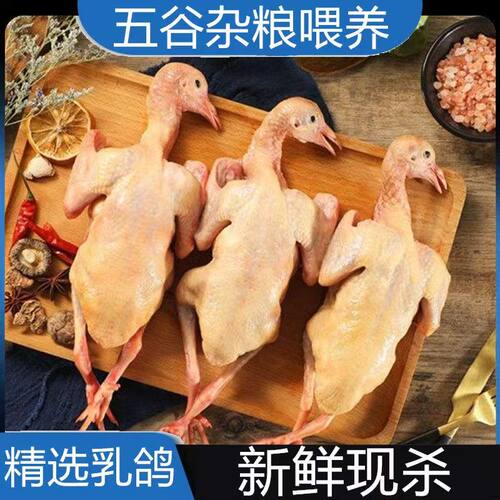 新鲜农家散养鸽子土鸽乳鸽纯杂粮喂养活体现杀鲜嫩烤乳鸽肉鸽滋补