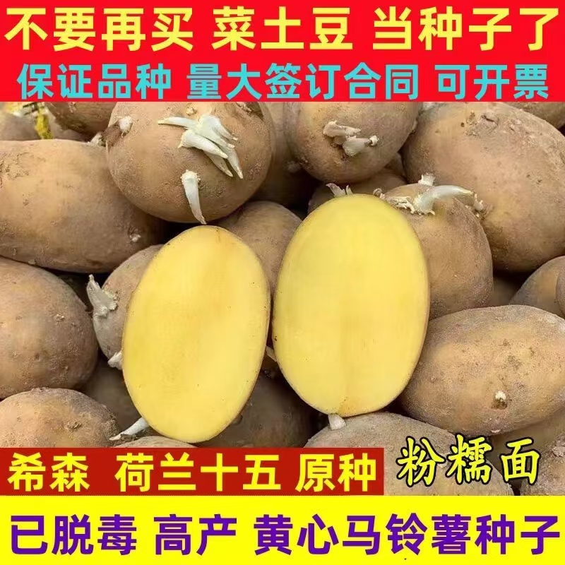 脱毒高产黄心大土豆种子马铃薯苗早熟春秋季播土豆原种孑籽带芽眼