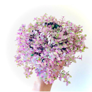 胭脂云多肉植物组合盆栽稀有品种小绿植室内花防辐射粉红女郎爆盆