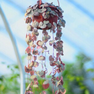 爱之蔓多肉垂吊植物泰国钻石翡翠吊兰室内客厅四季常青绿植