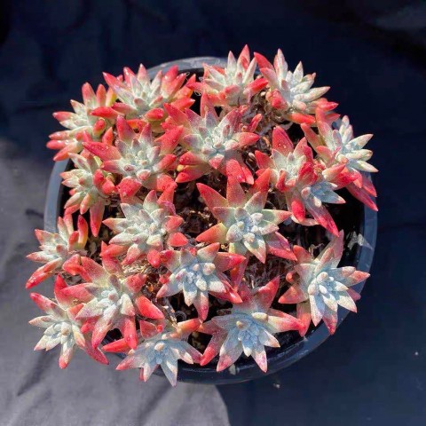 贵货仙女杯 白菊 仙女杯精品肉肉仙女杯系列进口防辐射花卉盆栽