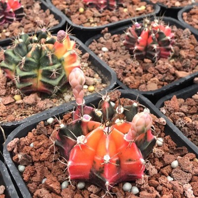 瑞云牡丹锦仙人球肋骨牡丹锦绯牡丹锦实生仙人球盆栽室内办公室