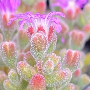 【枝干番杏系列】冰晶  水晶兔子、米粒、糖球、冰糕虾钳 玉米