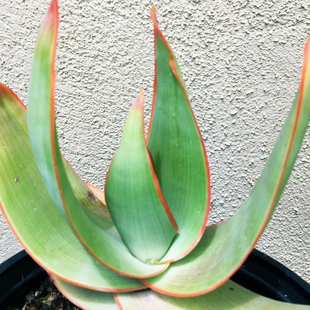 芦荟银芳锦Aloe striata 巨型原生超级绿植大盆栽 开花多肉植物