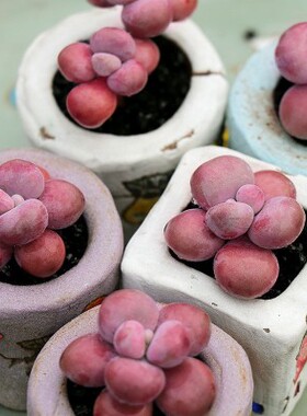 桃蛋腰子蛋多肉植物腰子蛋多肉老庄圆叶桃蛋亚美桃蛋控养群生腰子