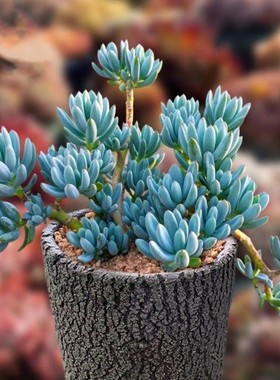 蓝松多肉植物办公室盆栽绿植花卉防辐射 肉肉植物 蓝色多肉