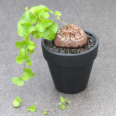 龟甲龙韩国多肉植物弹簧草南非龟甲龙带叶子