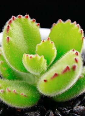 多肉植物熊童子群生多头老桩办公室内萌肉肉新手组合盆栽绿植