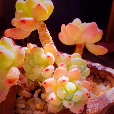 罗琦小老桩带香味多肉植物办公室防辐射盆栽绿植稀有品种肉肉植物