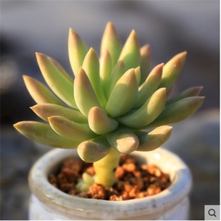 千佛手玉珠帘多肉植物 新手易养活肉肉 办公室内防辐射盆栽 包邮