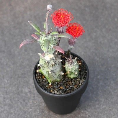 普西利菊 开花漂亮菊科无刺仙人柱仙人球多肉植物盆栽室内绿植花
