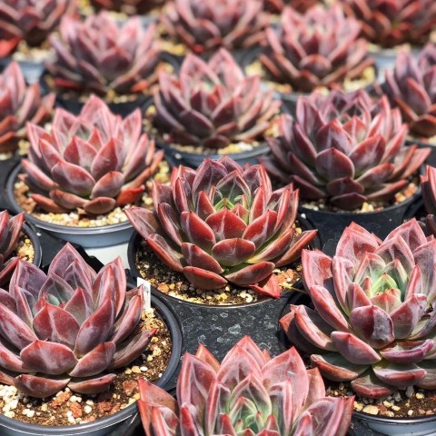 粉香槟多肉植物德国香槟 暗纹系肉肉 进口花卉 盆栽绿植 趣味萌肉