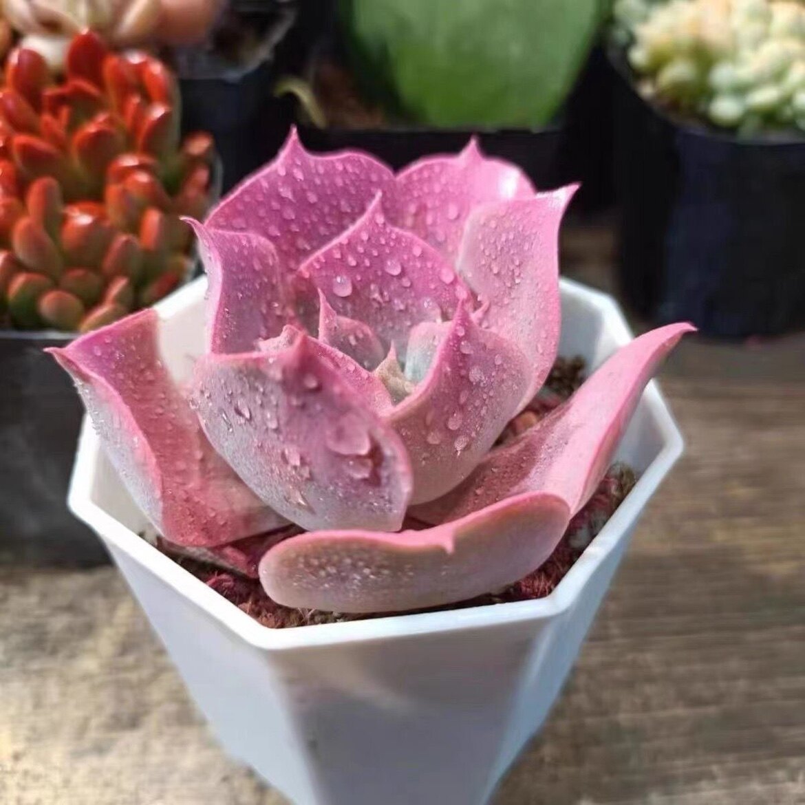 粉色多肉稀有贵货沙漠骆驼多肉植物新品种新手好养殖七彩高颜值