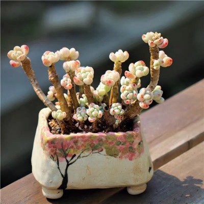 劳尔带香味的多肉植物凝脂莲小老桩组合盆栽多头罗琦小老桩肉肉